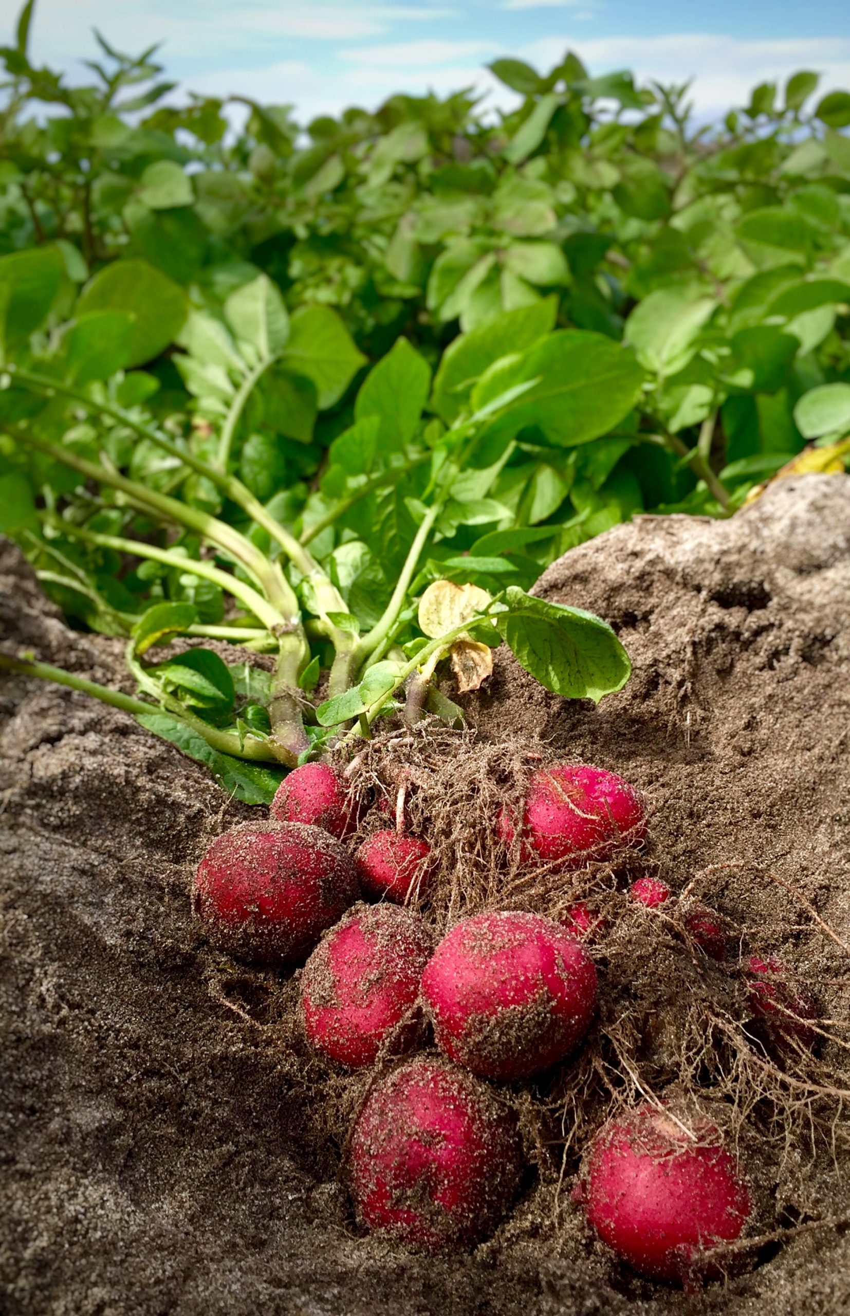 Potatoes in Field