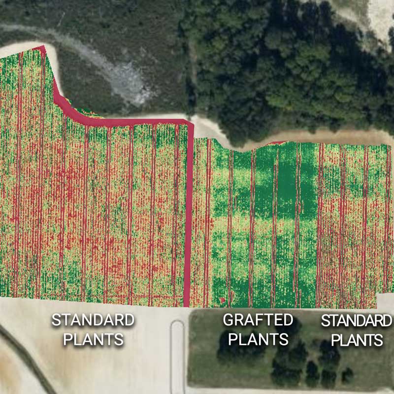 Drone view of grafted plants. Trial Plant Health.