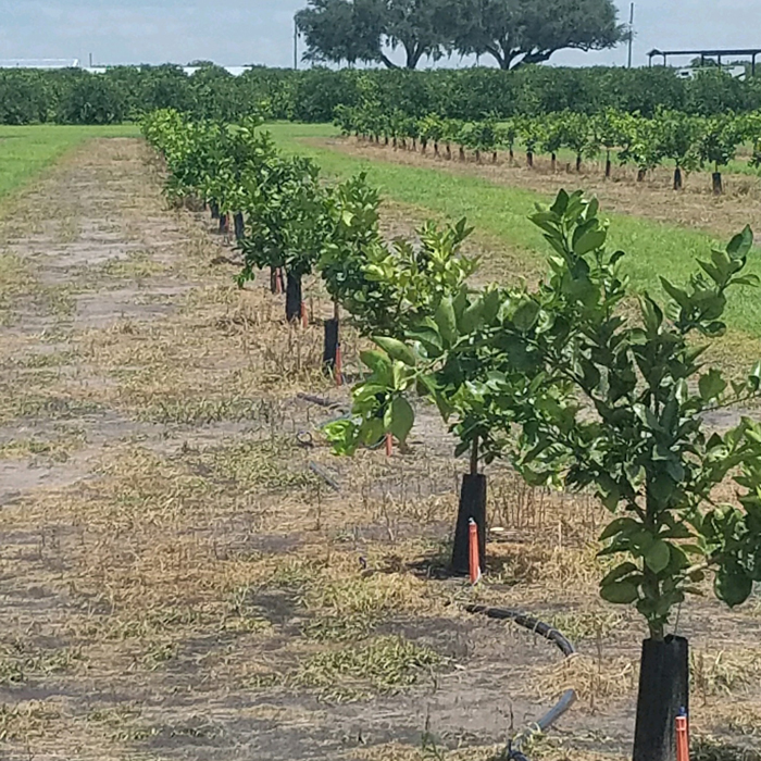 Orchard Irrigation