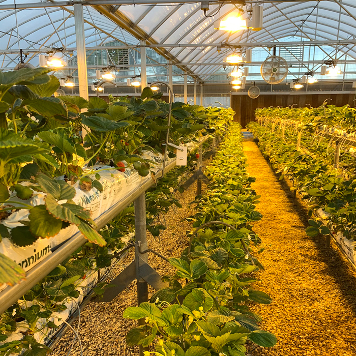 Greenhouse Irrigation Systems