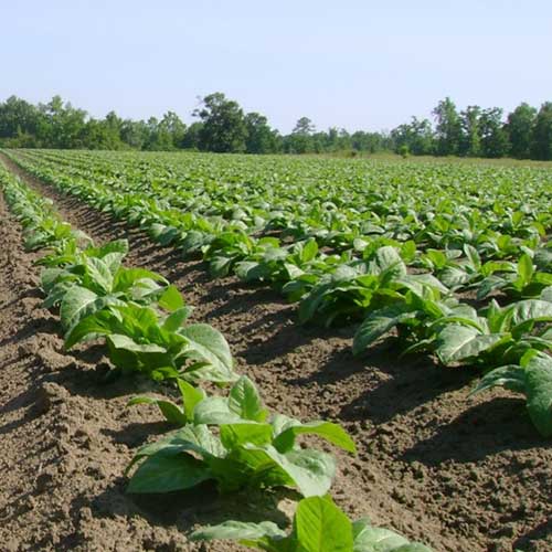 Treated Tobacco Field