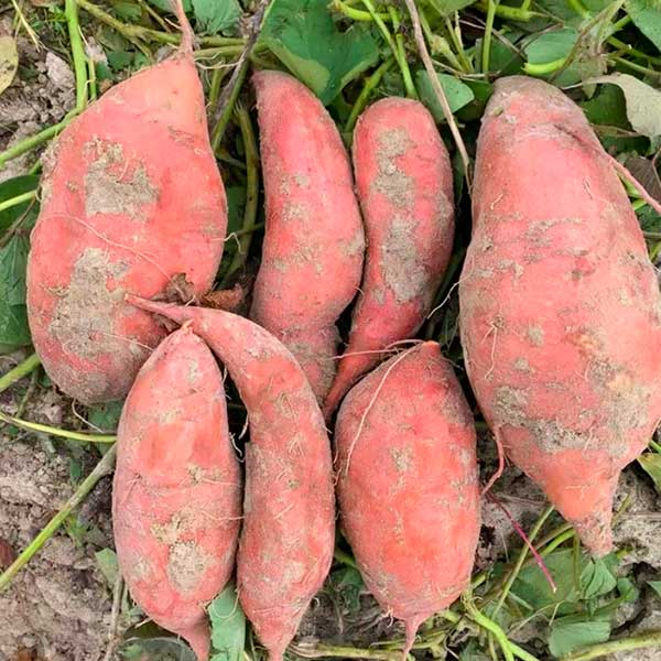 Treated Sweet Potato