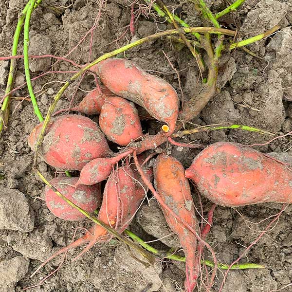 Untreated Sweet Potato