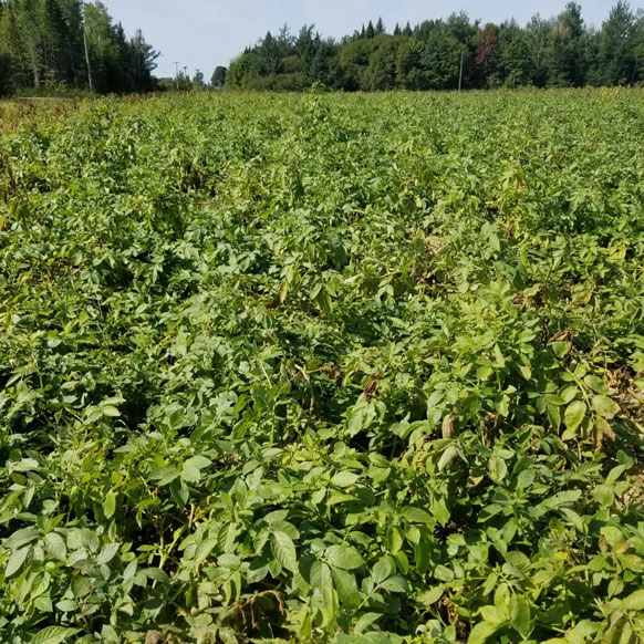 Treated Potato Field
