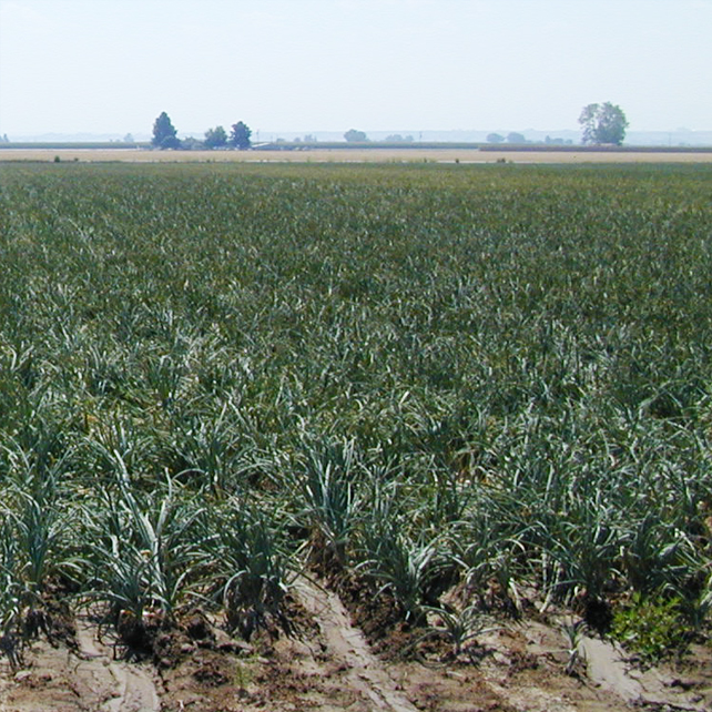 Treated Onion Field