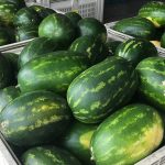 Harvested Watermelons