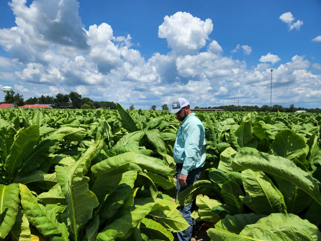 2023 Trial: Impacts of Soil Fumigation of Tobacco