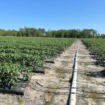 N.FL Jalapenos Drip Irrigation