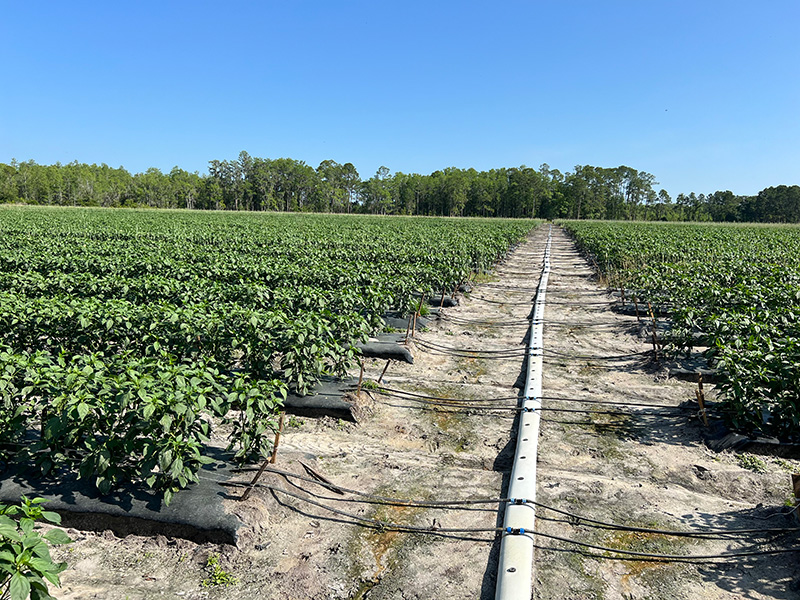 N.FL Jalapenos Drip Irrigation