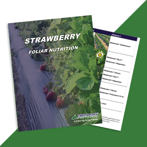 Strawberry Nutrition Tomato Program