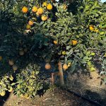 Micro-Sprinkler on Citrus Orchard