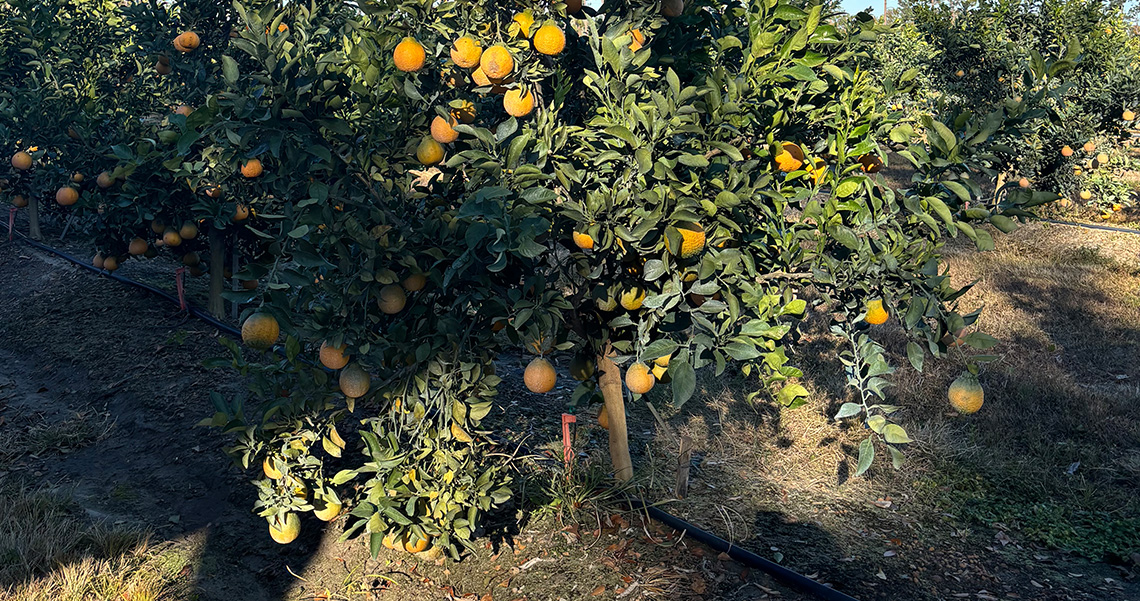 Micro-Sprinkler on Citrus Orchard