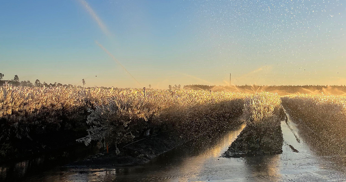 Frost protection on blueberries in action.